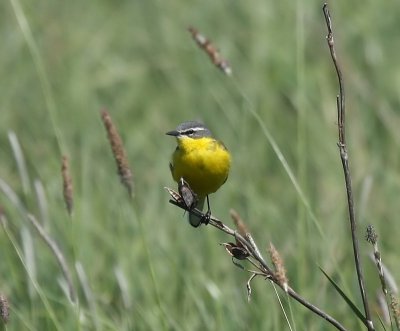 Gele Kwikstaart - Blue-headed Wagtail