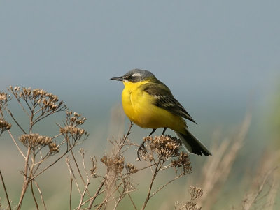 Gele Kwikstaart - Blue-headed Wagtail