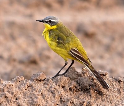 Gele Kwikstaart - Blue-headed Wagtail