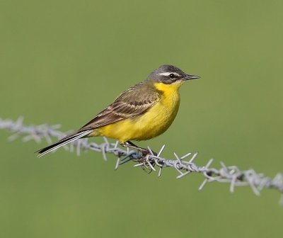 Gele Kwikstaart - Blue-headed Wagtail