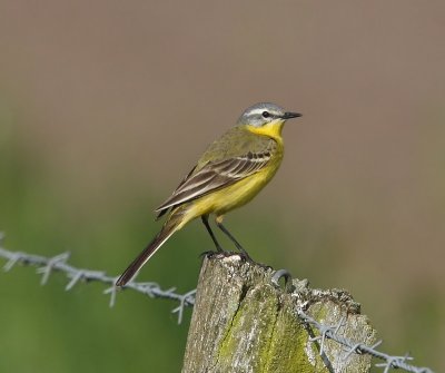 Gele Kwikstaart - Blue-headed Wagtail