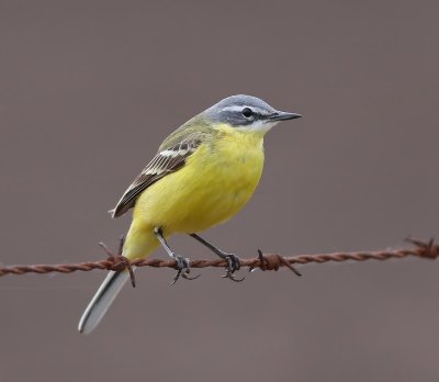 Gele Kwikstaart - Blue-headed Wagtail