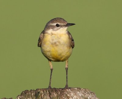 Gele Kwikstaart - Blue-headed Wagtail