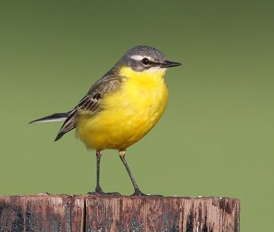 Gele Kwikstaart - Blue-headed Wagtail