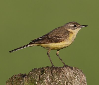 Gele Kwikstaart - Blue-headed Wagtail