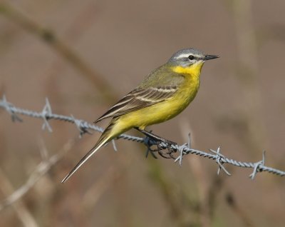 Gele Kwikstaart - Blue-headed Wagtail
