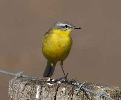 Gele Kwikstaart - Blue-headed Wagtail