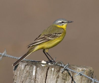 Gele Kwikstaart - Blue-headed Wagtail