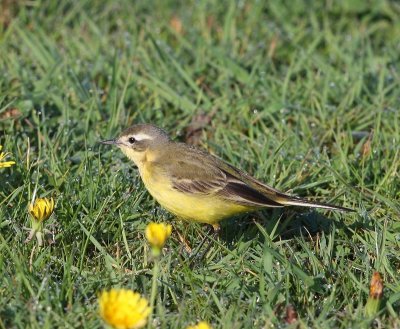 Gele Kwikstaart - Blue-headed Wagtail