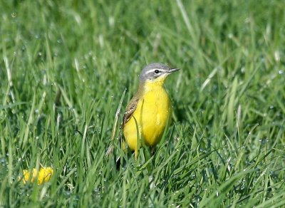 Gele Kwikstaart - Blue-headed Wagtail