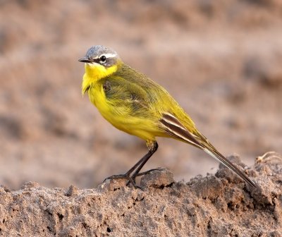 Gele Kwikstaart - Blue-headed Wagtail