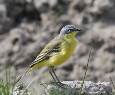Gele Kwikstaart - Blue-headed Wagtail