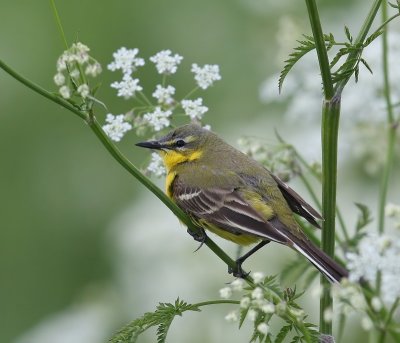 Gele Kwikstaart - Blue-headed Wagtail