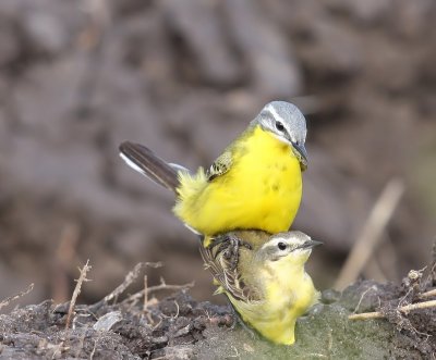 Gele Kwikstaart - Blue-headed Wagtail