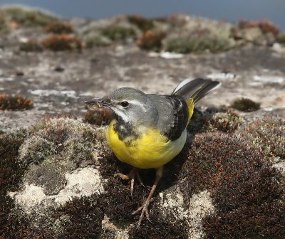 Grote Gele Kwikstaart - Grey Wagtail