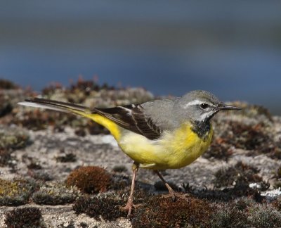 Grote Gele Kwikstaart - Grey Wagtail