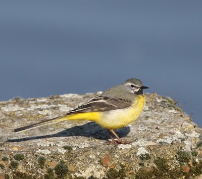 Grote Gele Kwikstaart - Grey Wagtail