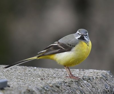 Grote Gele Kwikstaart - Grey Wagtail