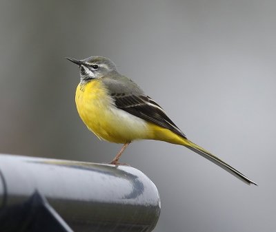 Grote Gele Kwikstaart - Grey Wagtail