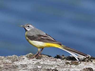 Grote Gele Kwikstaart - Grey Wagtail