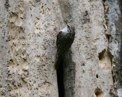 Taigaboomkruiper - Eurasian Treecreeper