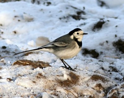 Witte Kwikstaart - White Wagtail