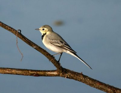 Witte Kwikstaart - White Wagtail