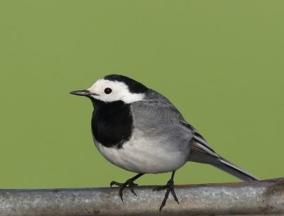 Witte Kwikstaart - White Wagtail