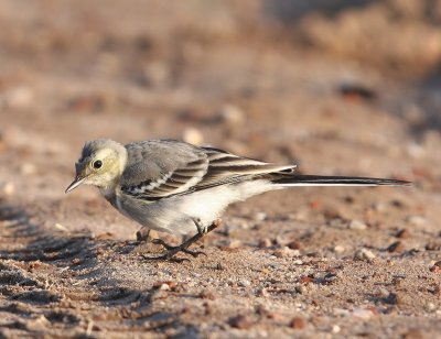 Witte Kwikstaart - White Wagtail