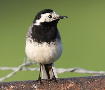 Witte Kwikstaart - White Wagtail