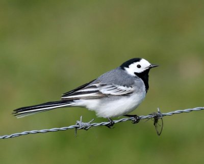 Witte Kwikstaart - White Wagtail