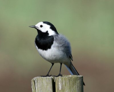 Witte Kwikstaart - White Wagtail