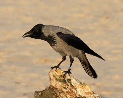 Bonte Kraai - Hooded Crow