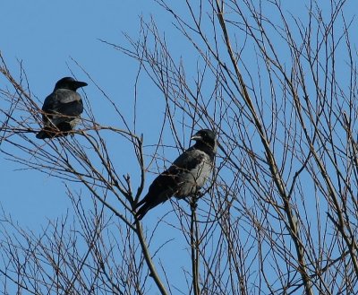 Bonte Kraaien - Hooded Crows