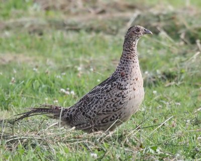 Fazant - Common Pheasant