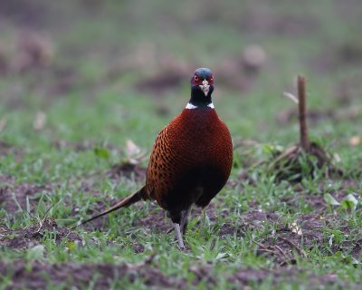 Fazant - Common Pheasant