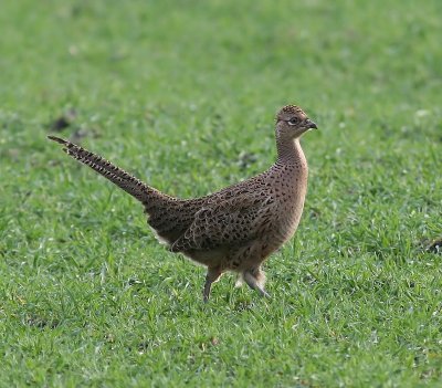 Fazant - Common Pheasant