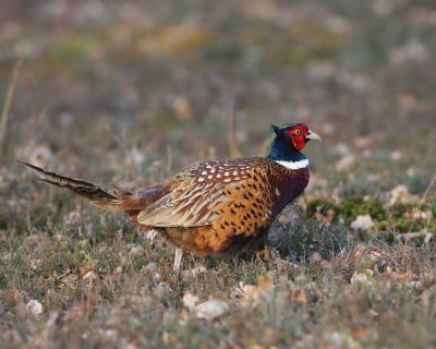 Fazant - Common Pheasant