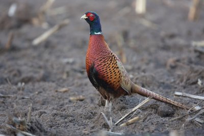 Fazant - Common Pheasant