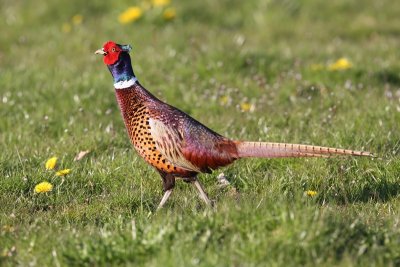 Fazant - Common Pheasant