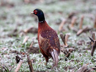 Fazant - Common Pheasant