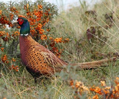 Fazant - Common Pheasant