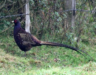 Fazant - Common Pheasant