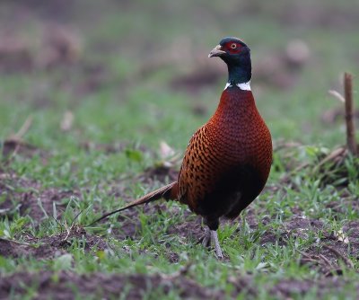 Fazant - Common Pheasant