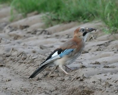 Gaai - Eurasian Jay