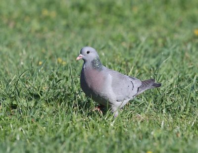 Holenduif - Stock Dove