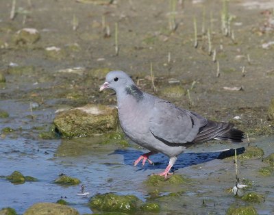 Holenduif - Stock Dove