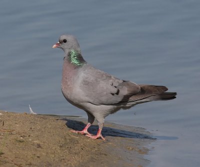 Holenduif - Stock Dove