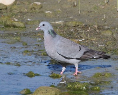Holenduif - Stock Dove