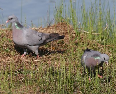 Holenduiven - Stock Doves
